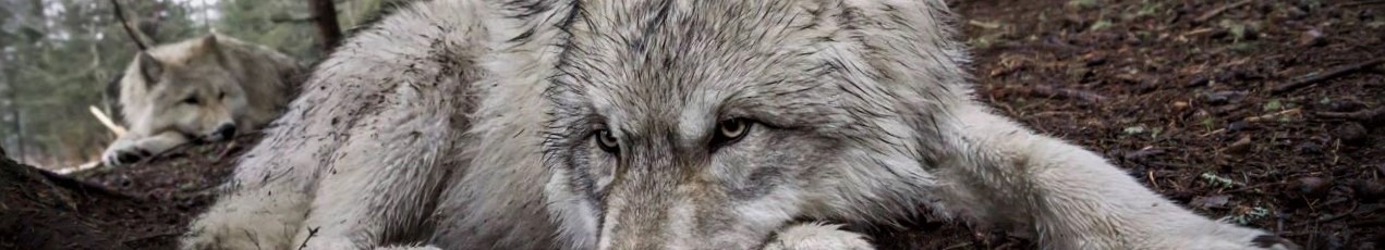 Observation Faune Québecobservation De Loups En Semi