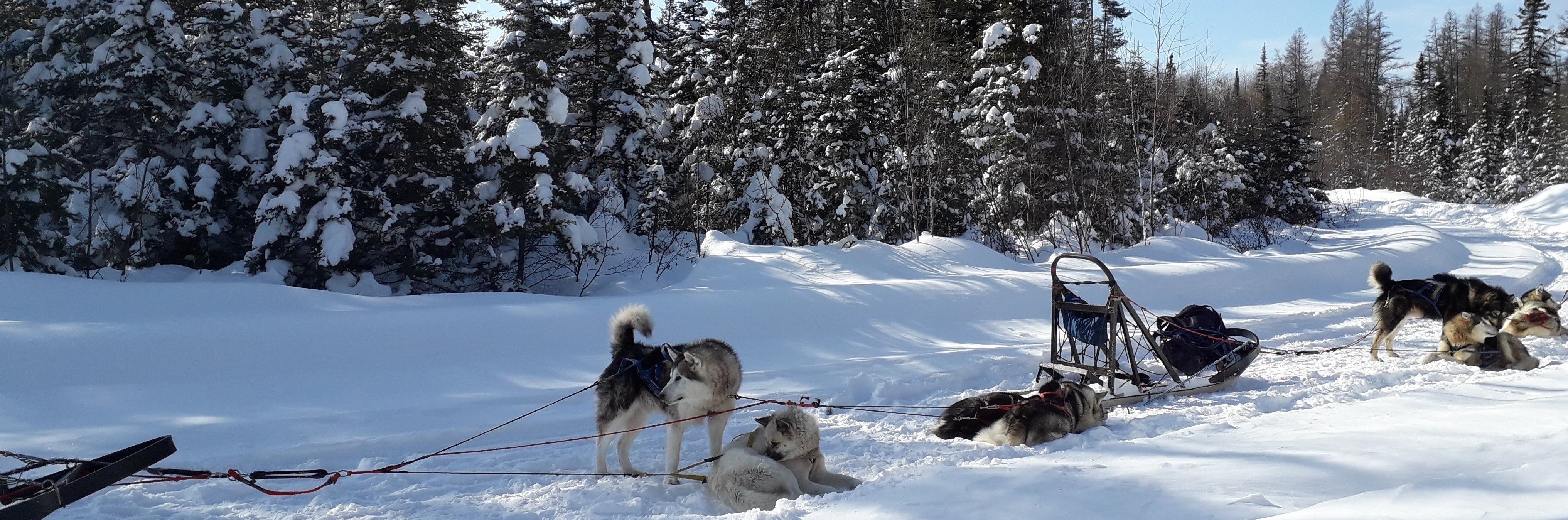 initiation chien de traineau